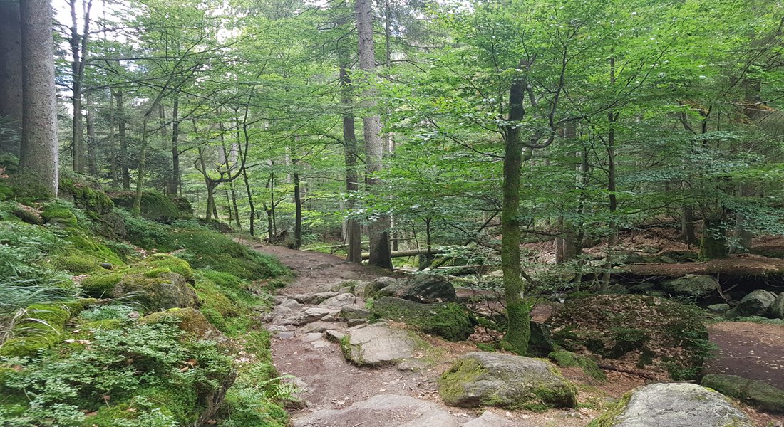 Wanderweg durch den Bergwald